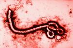 1407512404_ebola_micrograph_virus-afrique